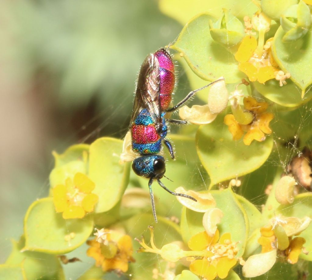 Chrysididae. Chrysis?